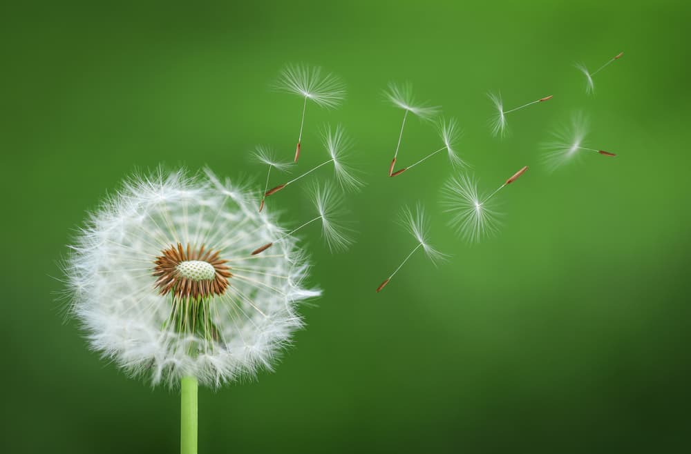 Flying Dandelion Seeds by Bess Hamiti — canvas wall art