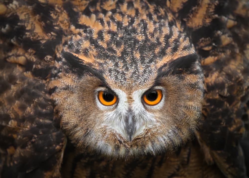 Powerful Owl Stare by Faisal ALnomas — canvas wall art