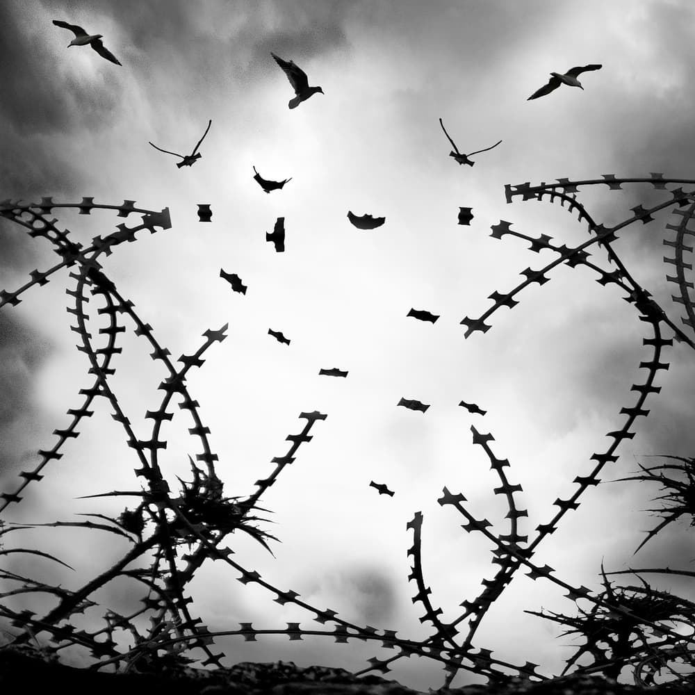 Freedom Above Barbed Wire by George Digalakis — canvas wall art