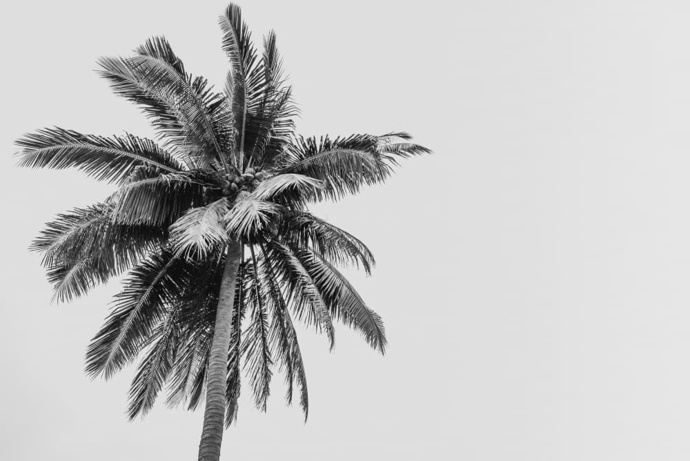Monochrome Palm Tree by Photolovers — canvas wall art