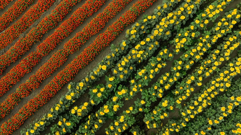 Colorful Flower Rows by DonnaHom APA — canvas wall art