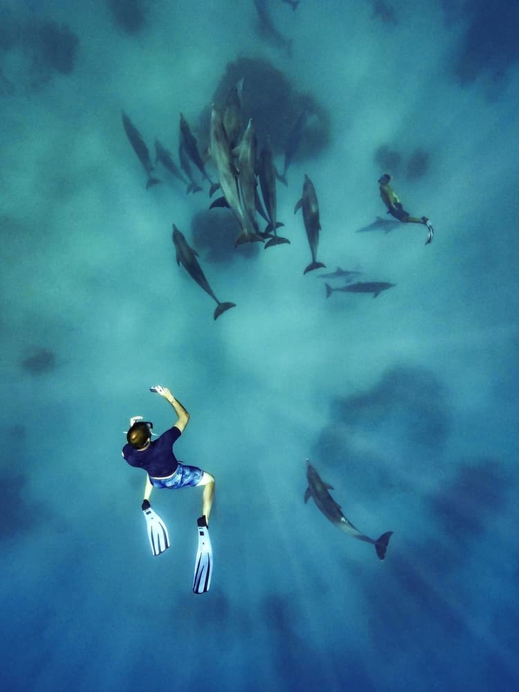 Swimming With Dolphins by Serge Melesan — canvas wall art