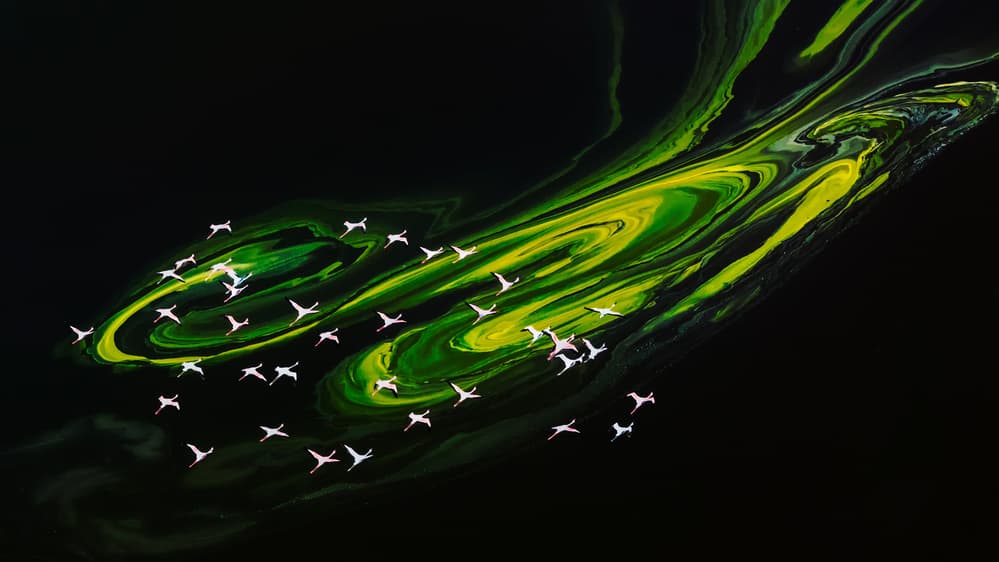 Flamingos Over Swirling Green by John J. Chen — canvas wall art