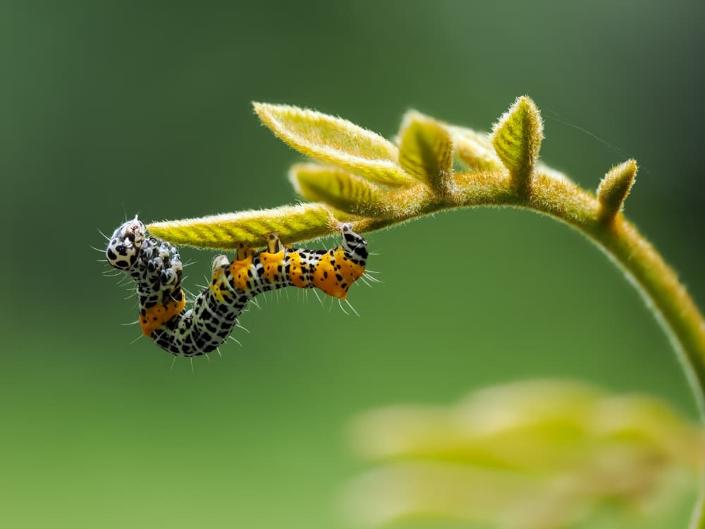 Hanging Orange Caterpillar by HuongHoang — canvas wall art
