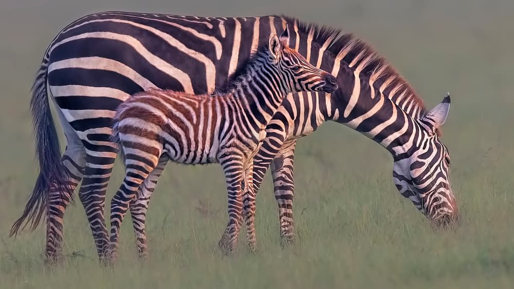 Zebra Mother and Foal by Jun Zuo — canvas wall art