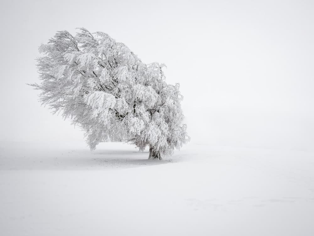 Winter Solitude Tree by Andreas Wonisch — canvas wall art