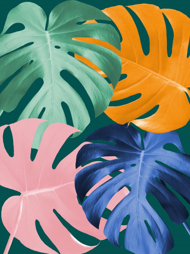 Colorful Monstera Leaves by Vitor Costa — canvas wall art