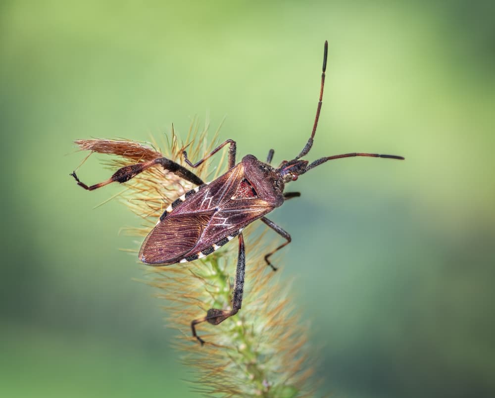 Insect on Grass Spike by Atul Saluja — canvas wall art