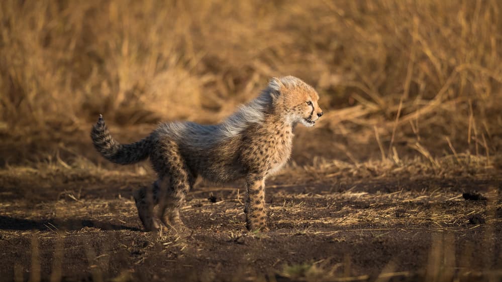 Curious Cheetah Cub by Faisal ALnomas — canvas wall art