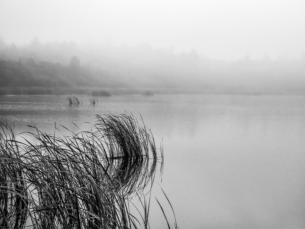Reeds in the Mist by Leif Løndal — canvas wall art