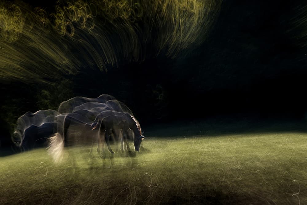 Dreamy Grazing Horses by Milan Malovrh — canvas wall art