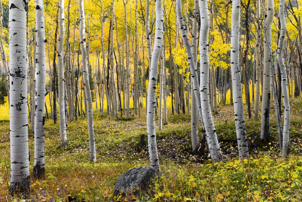 Autumn Birchs by Stefan Hefele — canvas wall art