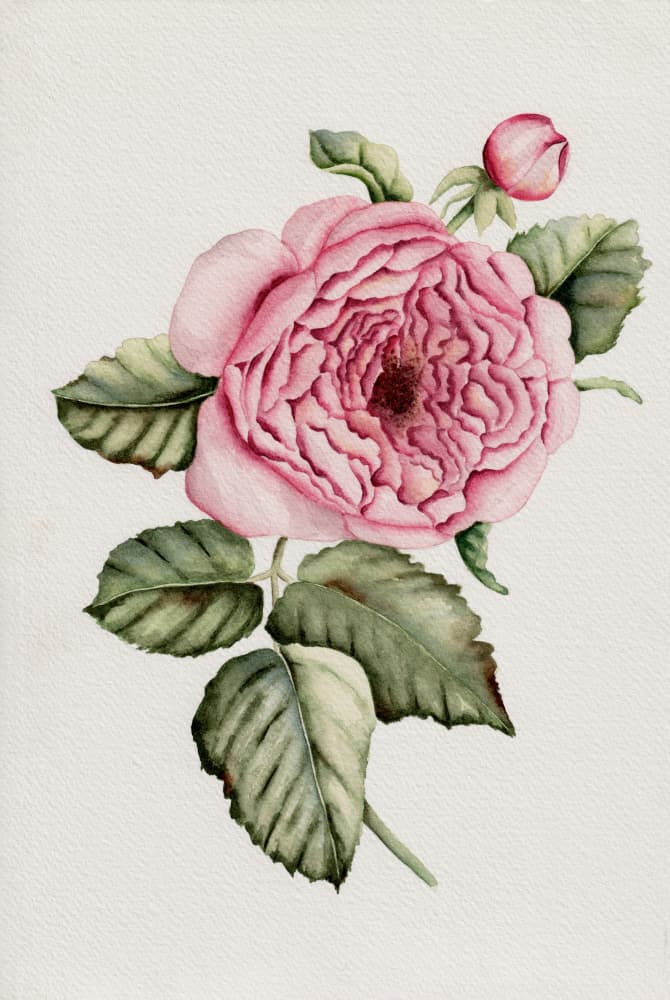 Botanical Pink Rose by Salome — canvas wall art