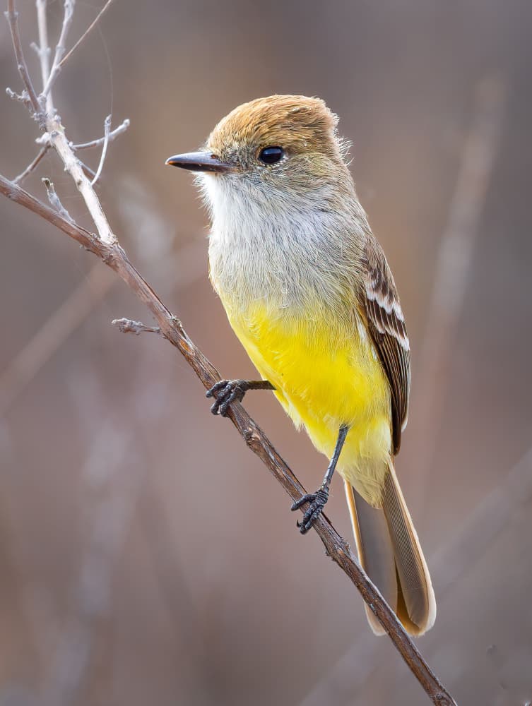 Small Yellow Bird Perched by Kenneth-Wei Zeng — canvas wall art