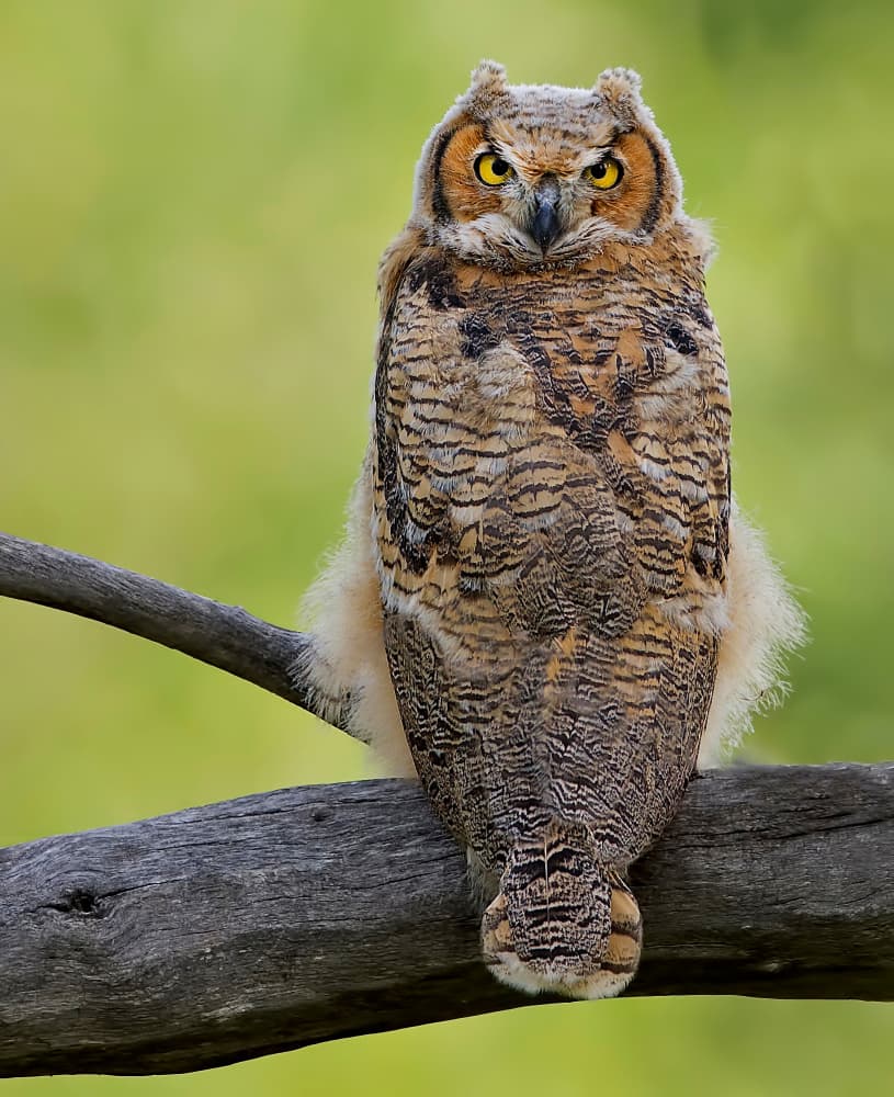 Great Horned Owl Perched by verdon — canvas wall art