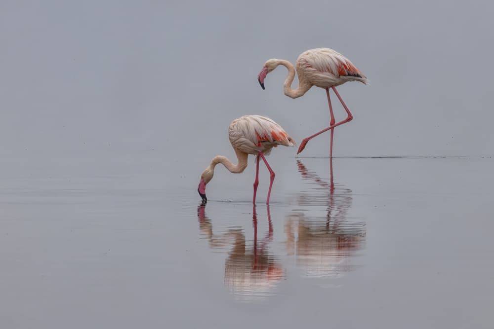 Graceful Flamingos Wading by Michael Zheng — canvas wall art