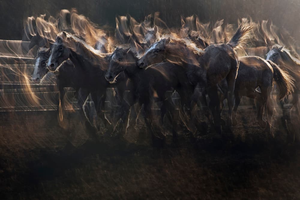 Dynamic Horse Movement by Milan Malovrh — canvas wall art