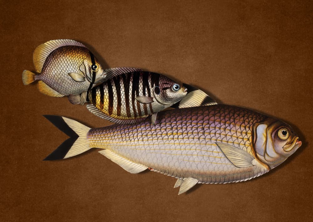 Three Detailed Fish by Marja van den Hurk — canvas wall art