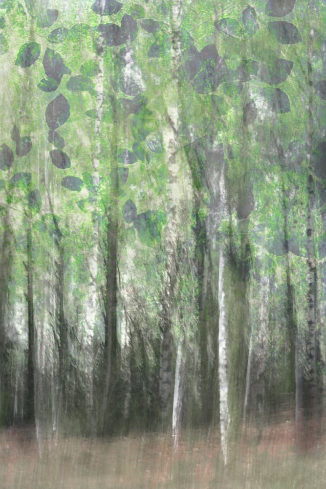 Dreamy Birch Woods by Christina Sillen — canvas wall art