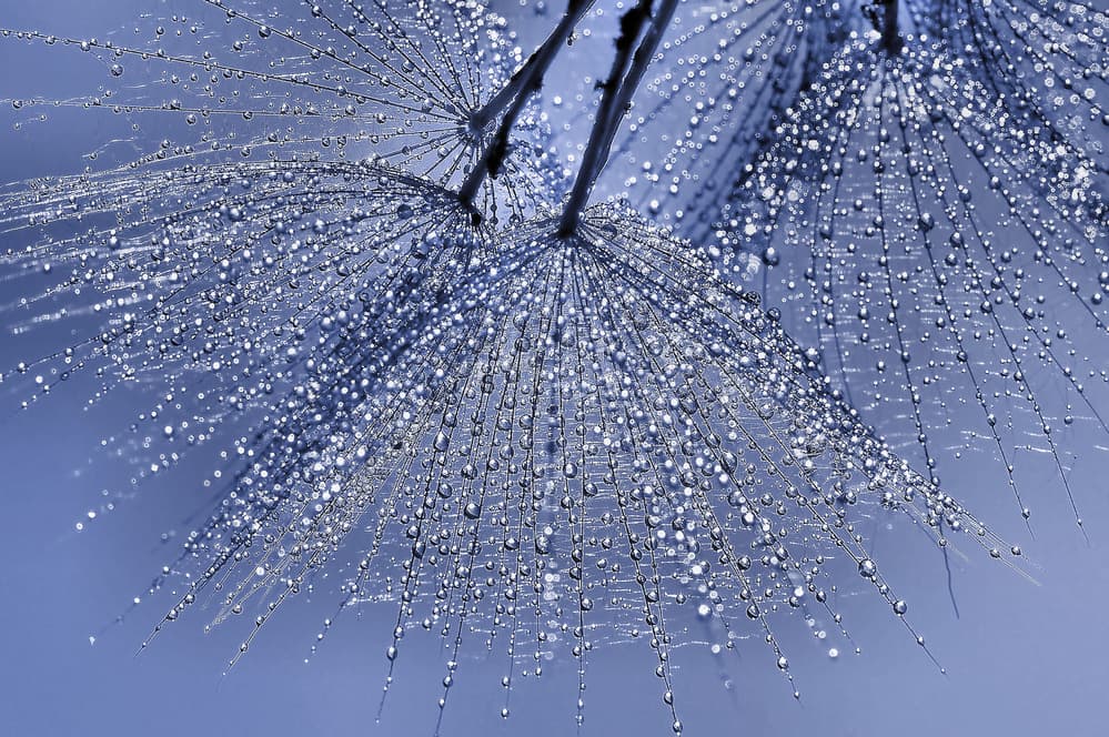 Delicate Dandelion Dew by Thierry Dufour — canvas wall art