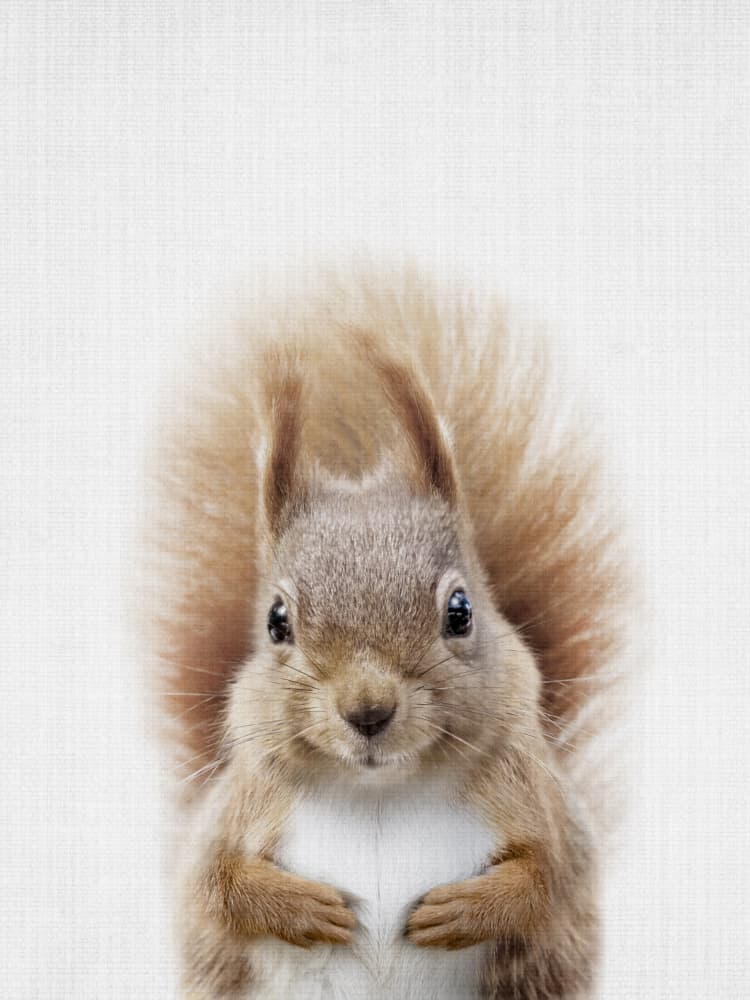 Adorable Red Squirrel by Lila & Lola — canvas wall art