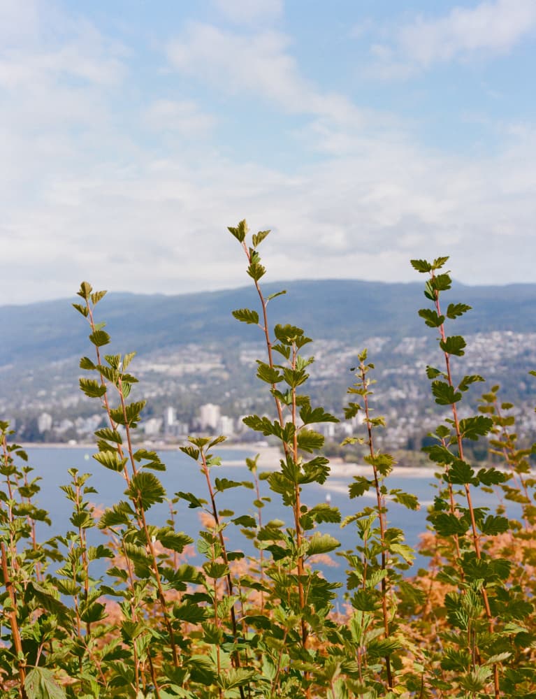Lush Coastal Cityscape by Bethany Young — canvas wall art