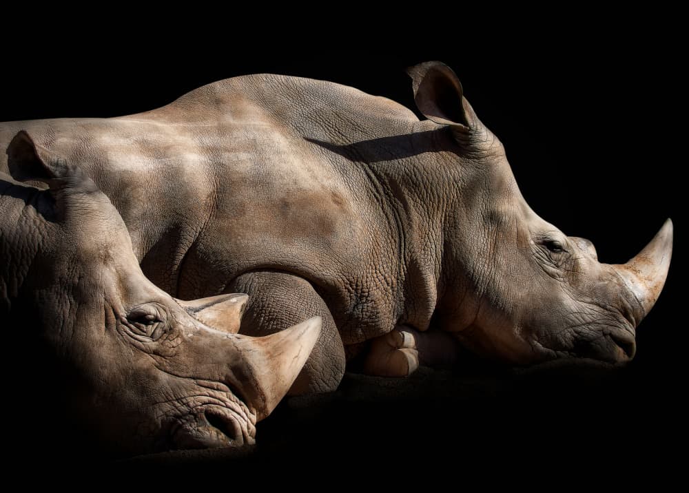 Majestic Rhino Pair by Helena GARCIA HUERTAS — canvas wall art
