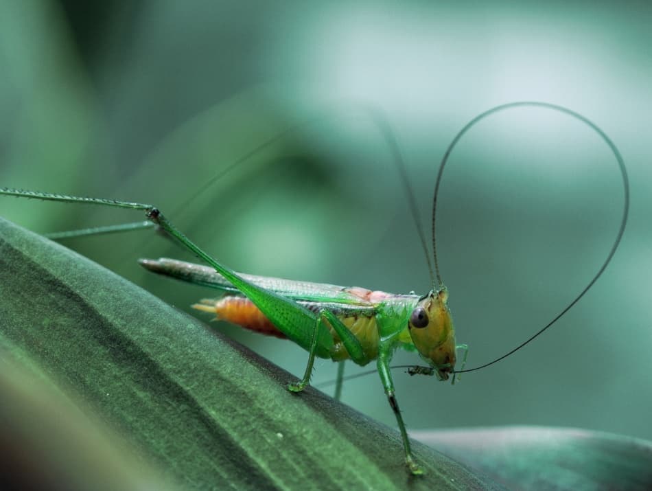 Vibrant Green Grasshopper by Jimmy Hoffman — canvas wall art