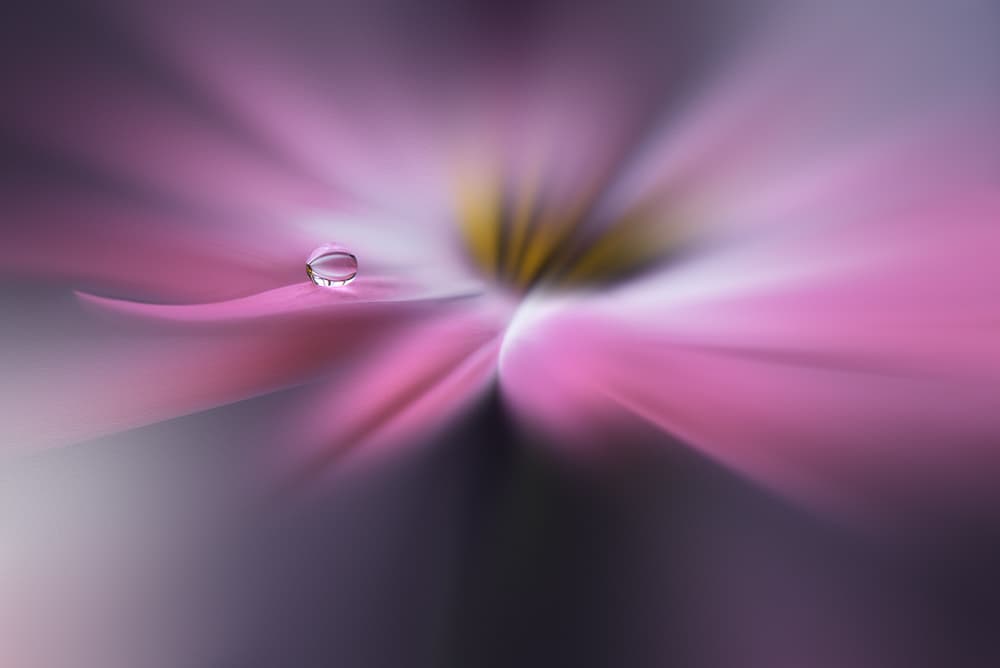 Dreamy Pink Bloom by Juliana Nan — canvas wall art