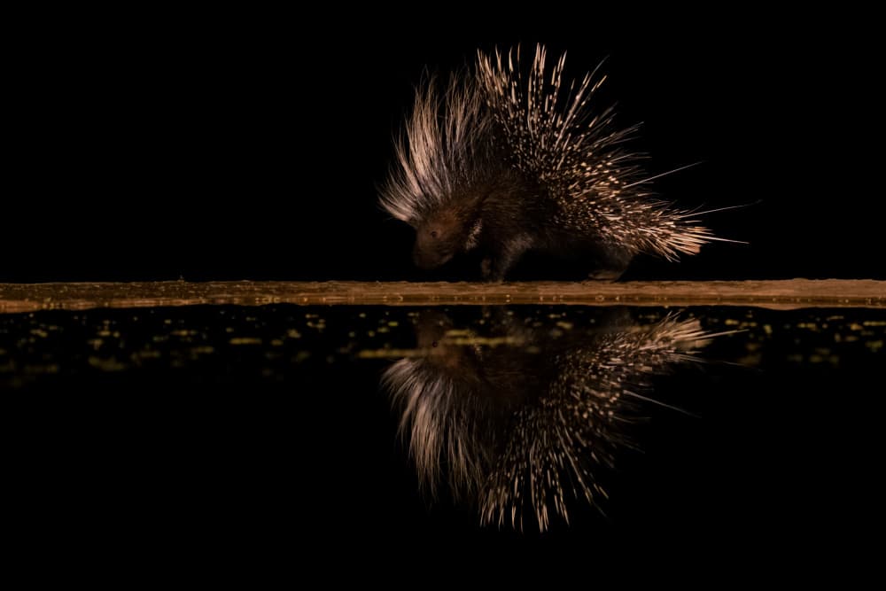 Nocturnal Porcupine Reflection by Sheila Xu — canvas wall art