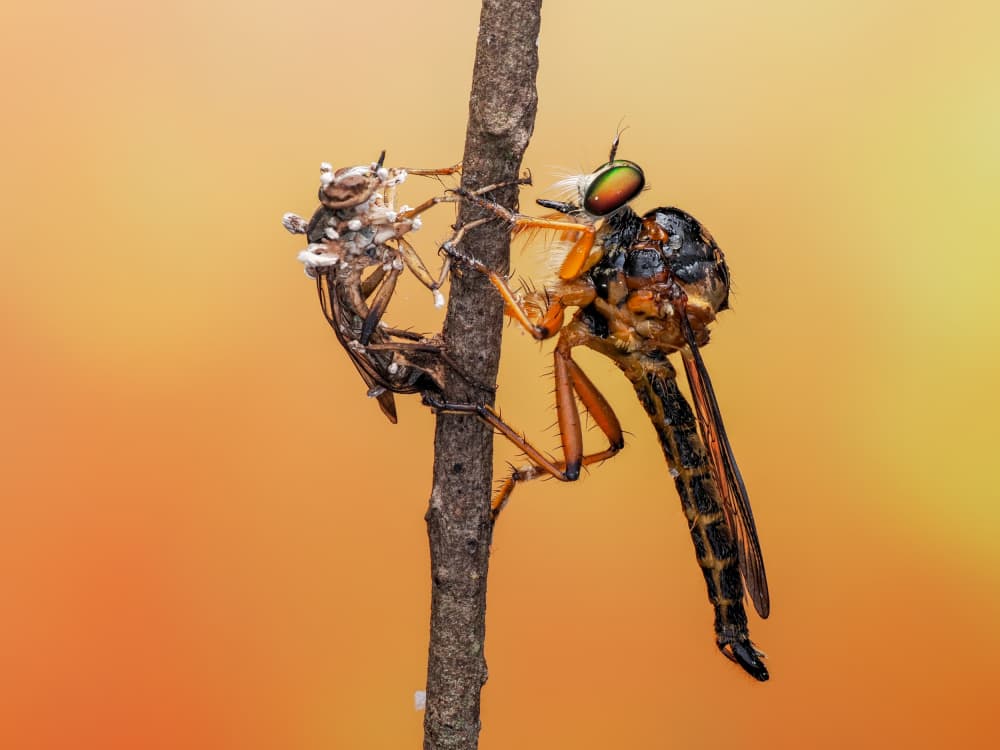 Emerging Robber Fly by HuongHoang — canvas wall art