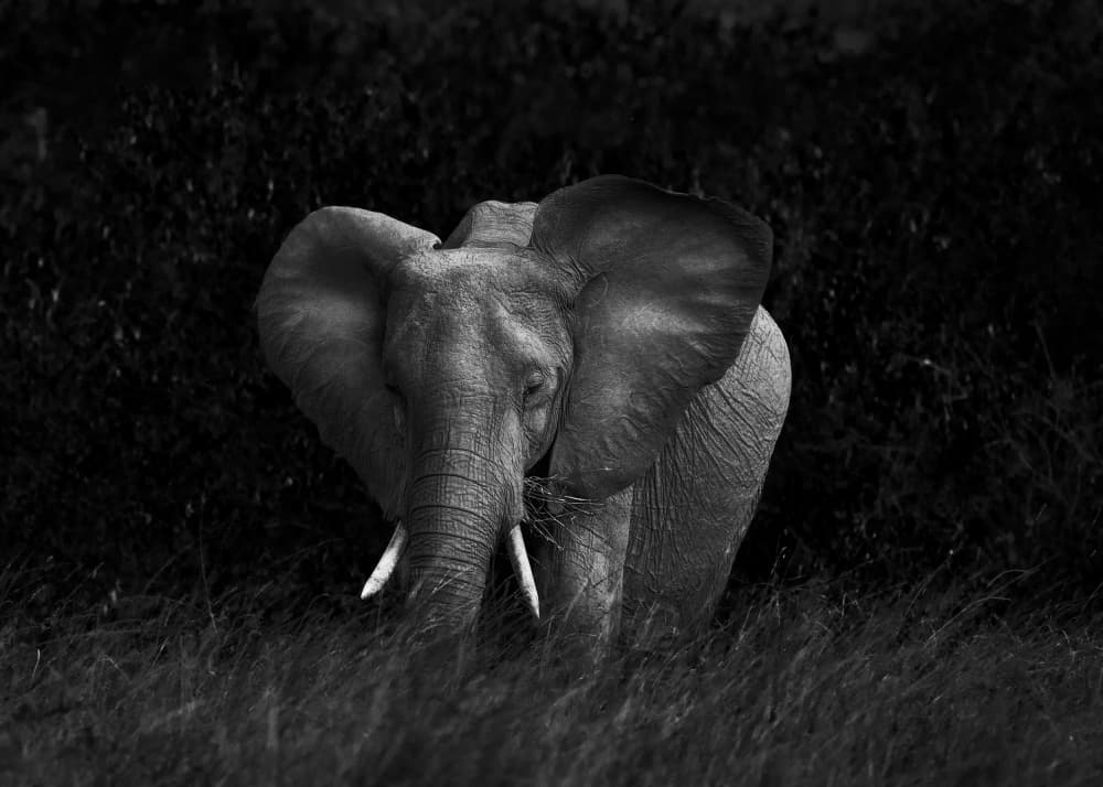 Wild Elephant Portrait by Allen SDCA — canvas wall art