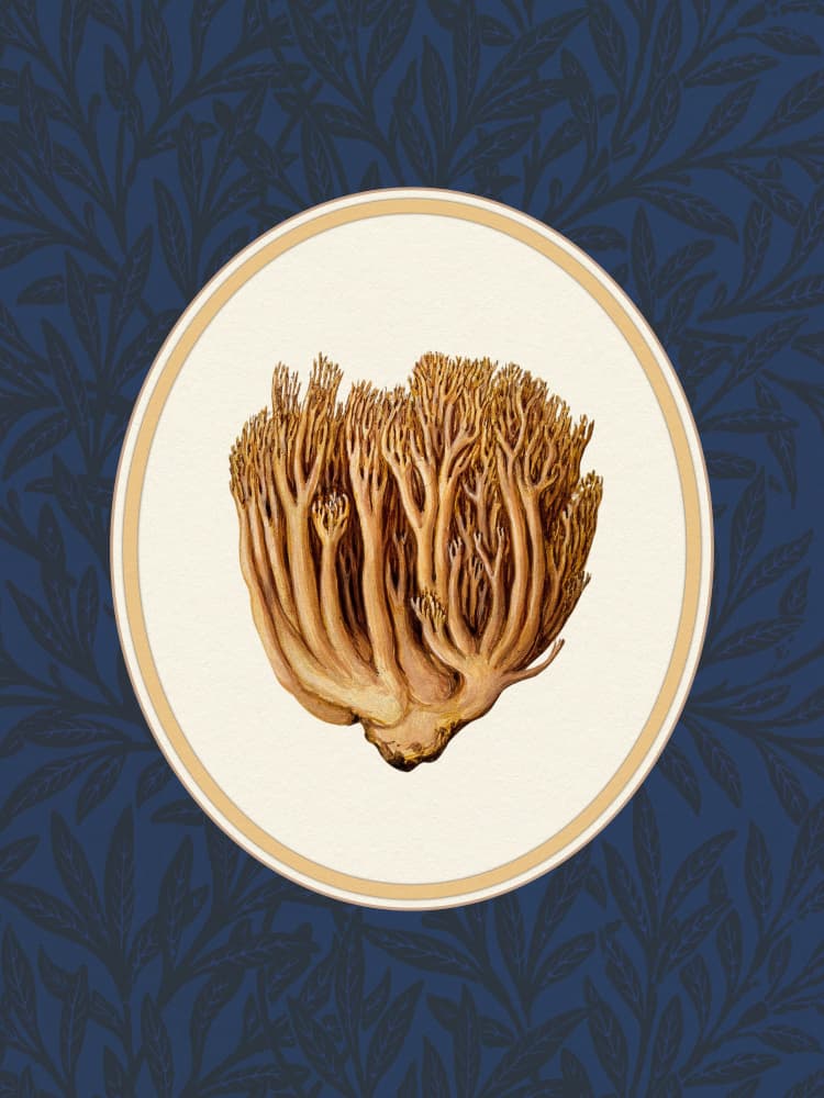Coral Mushroom Botanical by Wild Violets — canvas wall art