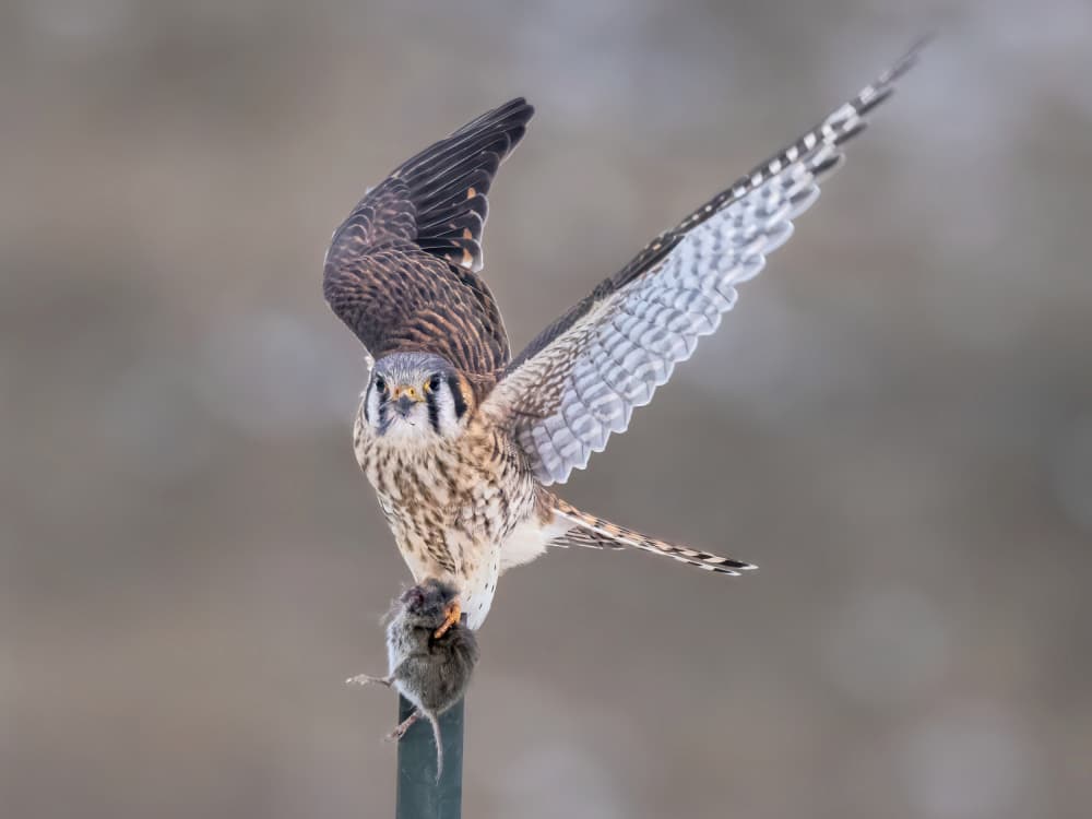 Kestrel Hunter With Prey by Steven Zhou — canvas wall art