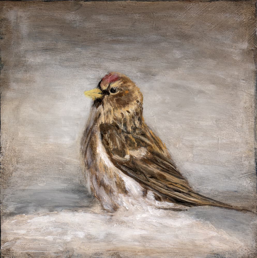 Calm Winter Redpoll by Claire Lerner — canvas wall art