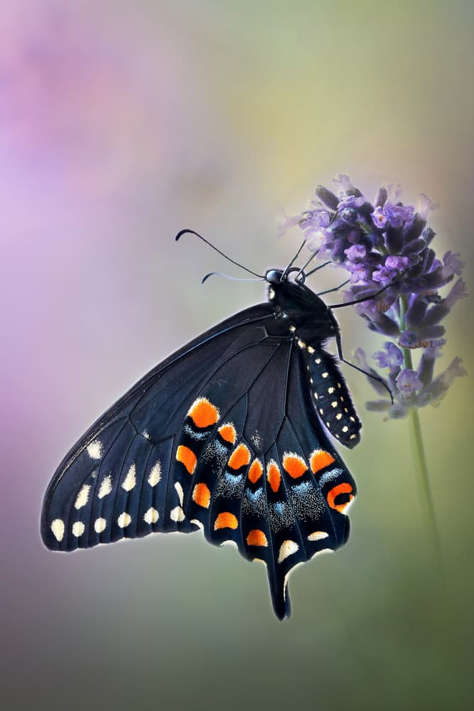 Black Butterfly Lavender by Rina Barbieri — canvas wall art