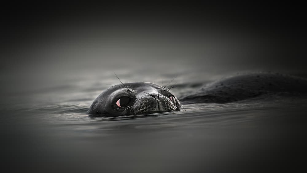 Curious Seal Peeking by Jennifer Lu — canvas wall art