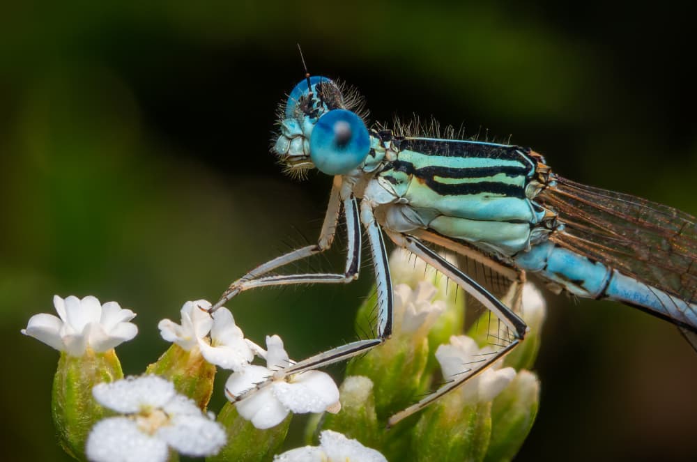 Vibrant Blue Damselfly by Eduard Andrica — canvas wall art