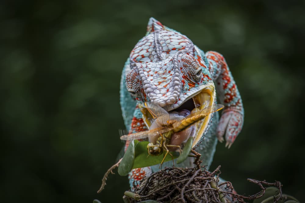 Chameleon Eats Dragonfly by Ajar Setiadi — canvas wall art