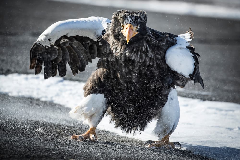 Steller's Sea Eagle by Eiji Itoyama — canvas wall art