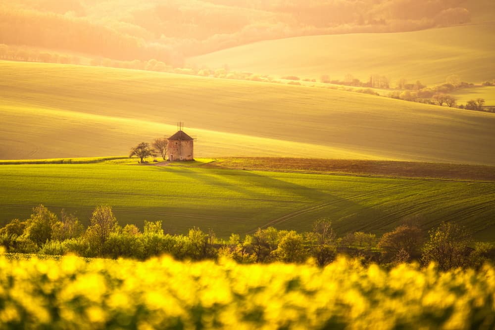 Golden Windmill Fields by Dariusz Budyta — canvas wall art