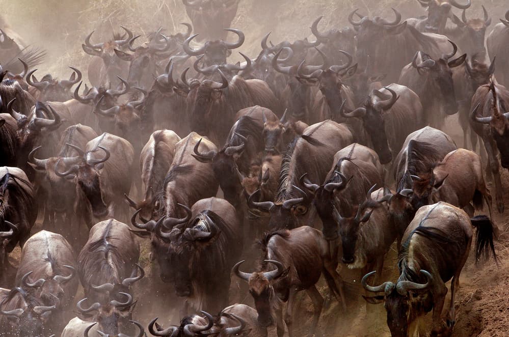 Wildebeest Migration Herd by Giuseppe DAmico — canvas wall art