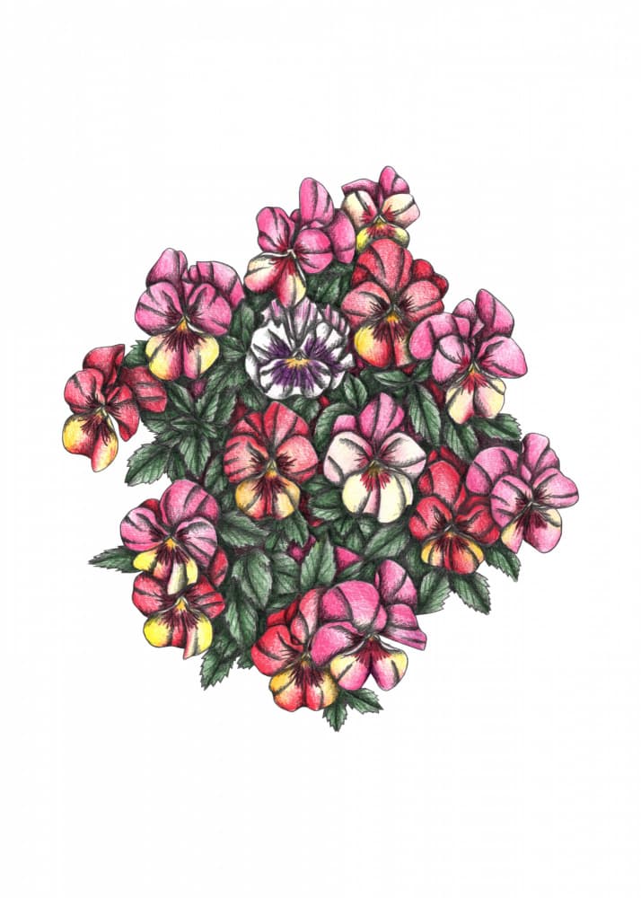Vibrant Pansy Cluster by Cecilia Battaini — canvas wall art