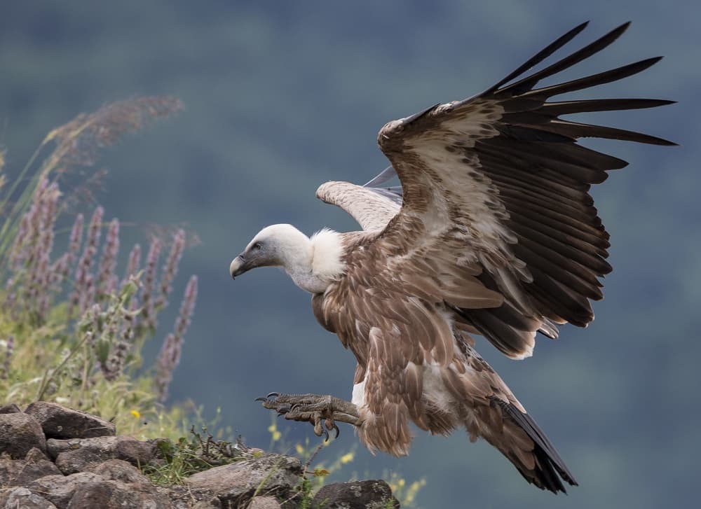 Majestic Vulture Flight by Zhecho Planinski — canvas wall art