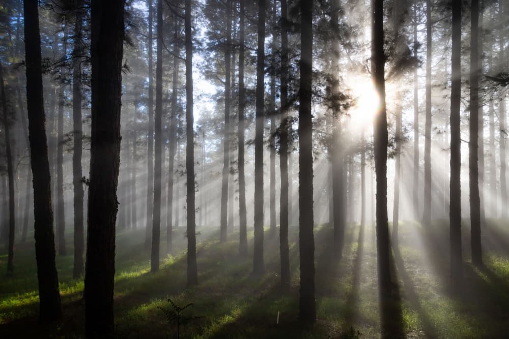 Misty Forest Sunbeams by Christoph Schaarschmidt — canvas wall art