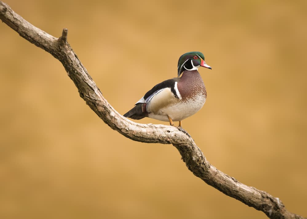 Colorful Wood Duck Perch by Tony Xu — canvas wall art