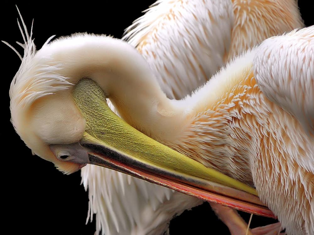 White Pelican Preening by Thierry Dufour — canvas wall art