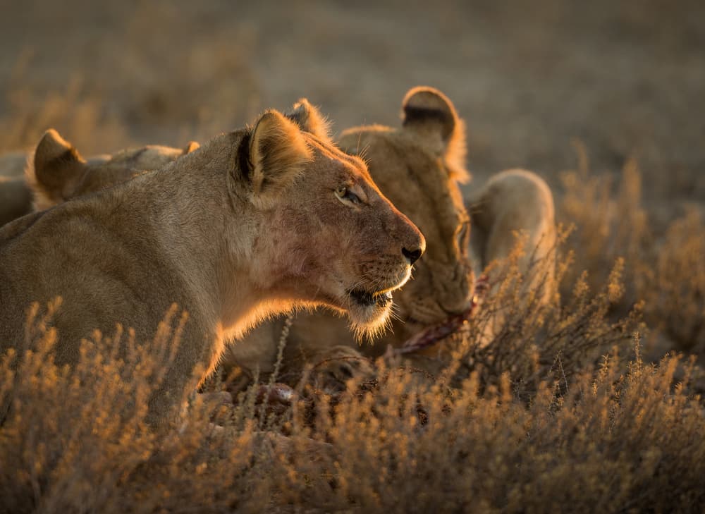 Golden Hour Lions by Jaco Marx — canvas wall art