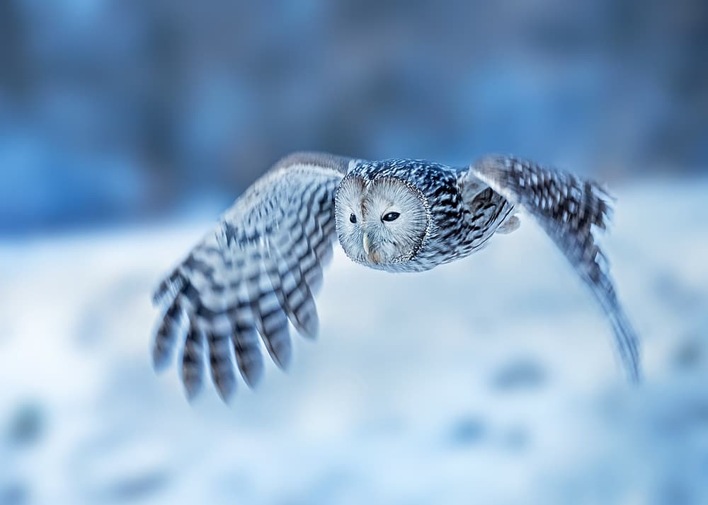 Majestic Owl Flight by Annie Poreider — canvas wall art
