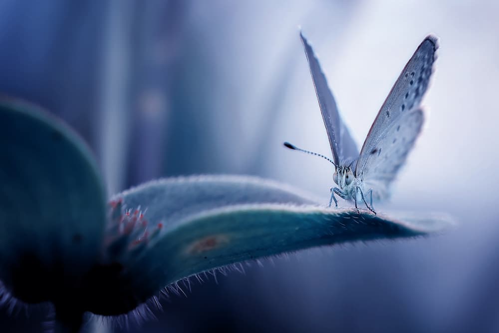 Delicate Blue Butterfly by Fauzan Maududdin — canvas wall art